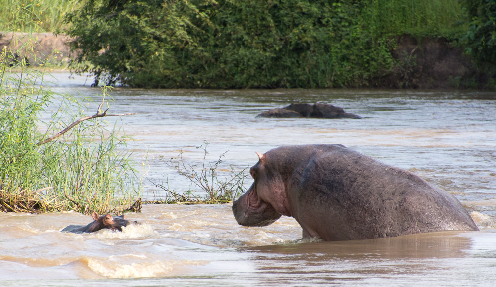 Hippos at Riverside Camp, Katavi National Park, Tanzania: A Glimpse into the Wild.