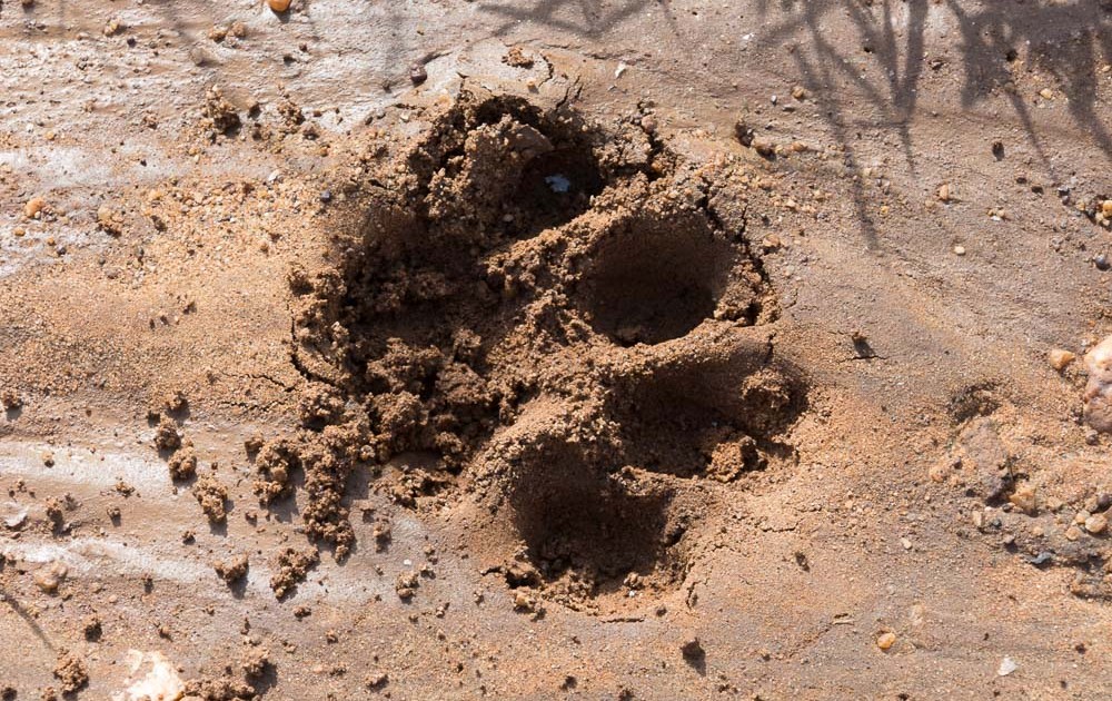 Cyclists in the Katavi National Park in Tanzania encounter lion footprints in the road.