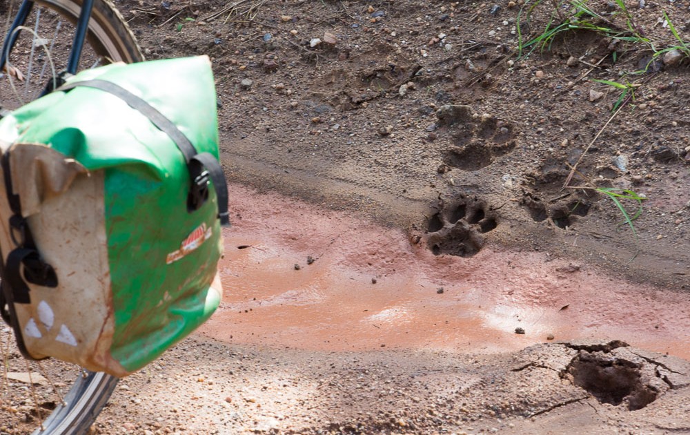 Cycling Katavi National Park cyclists see lion footprints in the road