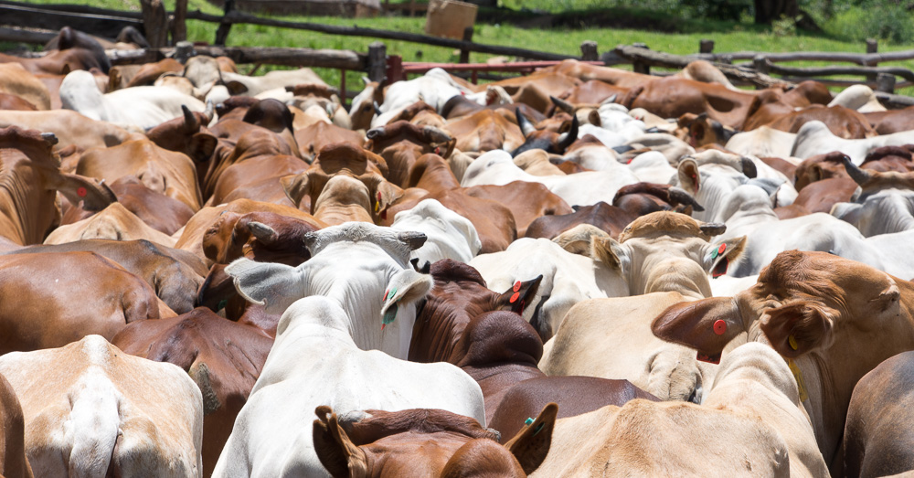 We joined the team for one of the regular cattle counts
