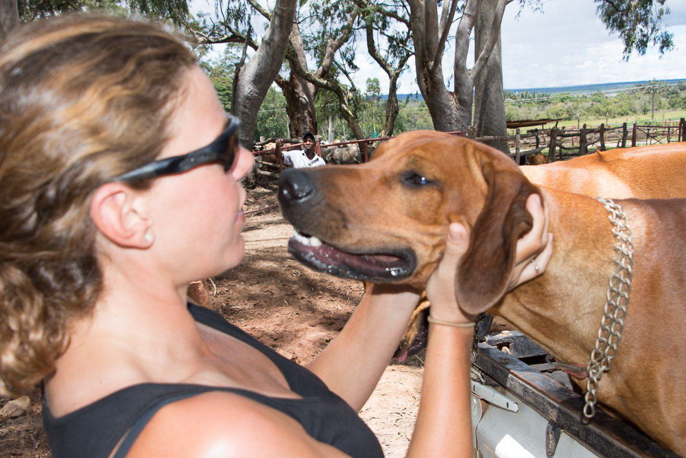 Three of the Harvey’s dogs were taken by a croc in one of the estate’s streams just before we arrived. Here's Emily making friends with the remaining ridgebacks.