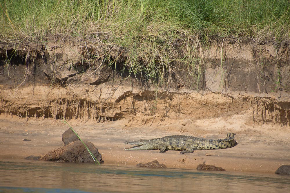 You've got a 50/50 chance of being attacked by a croc if you fall into the Zambezi!