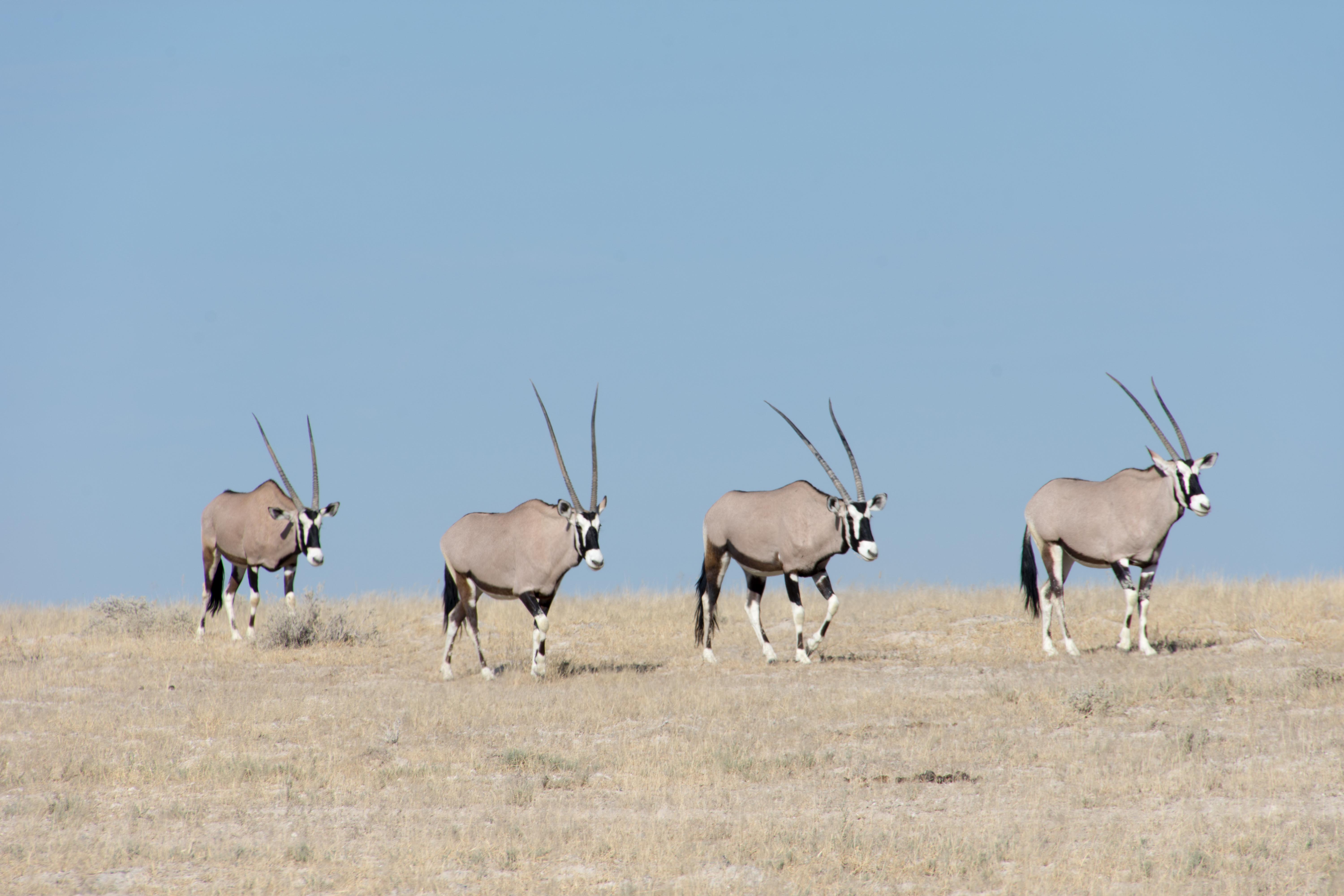 Oryx in Etosha