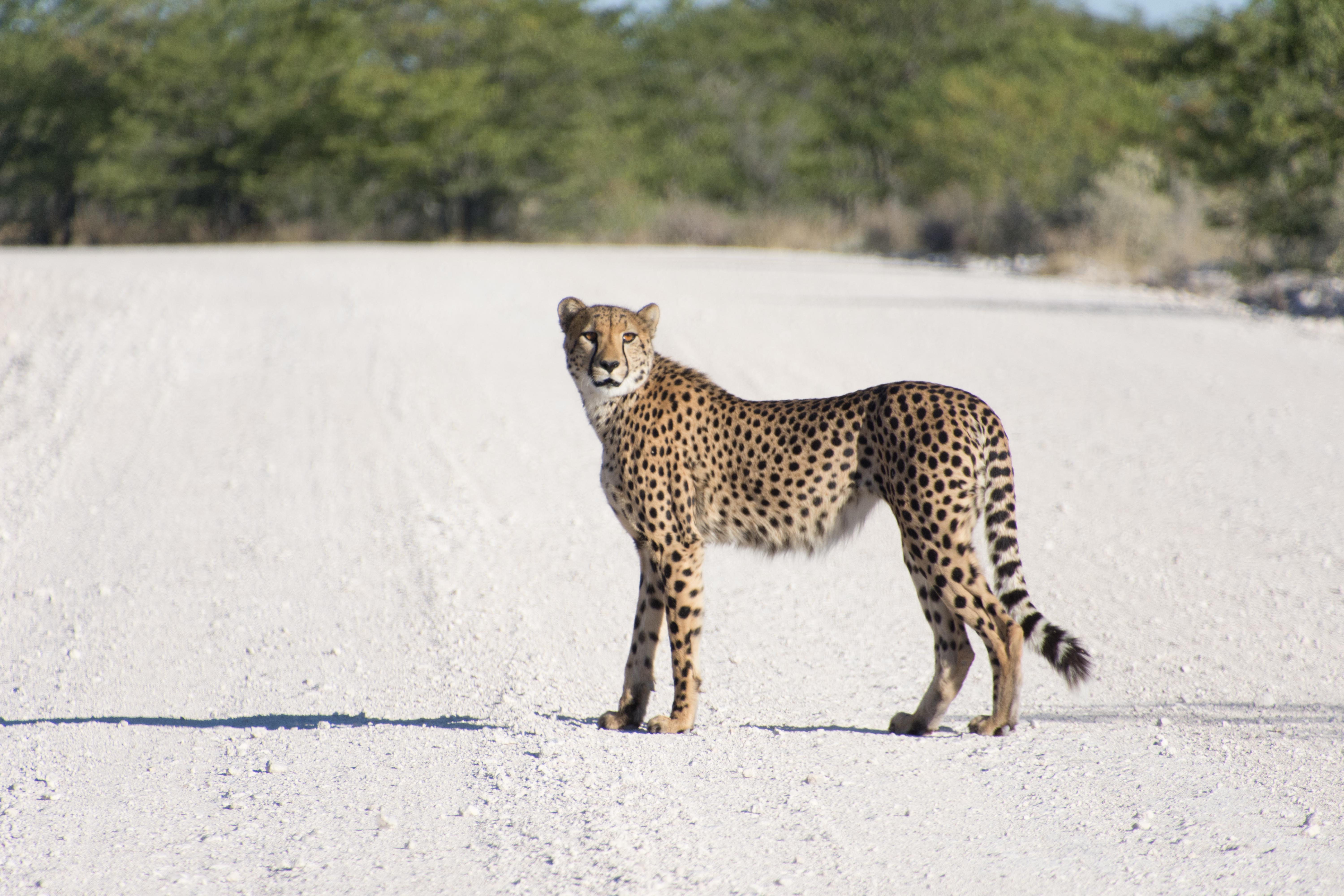 A cheetah poses for us