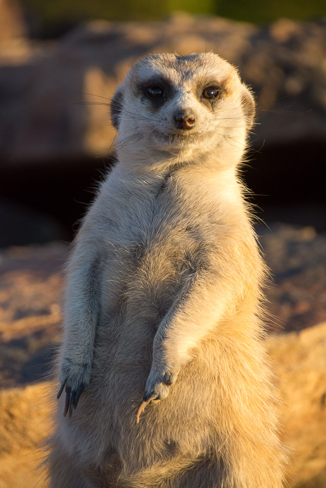 Meerkat in the desert